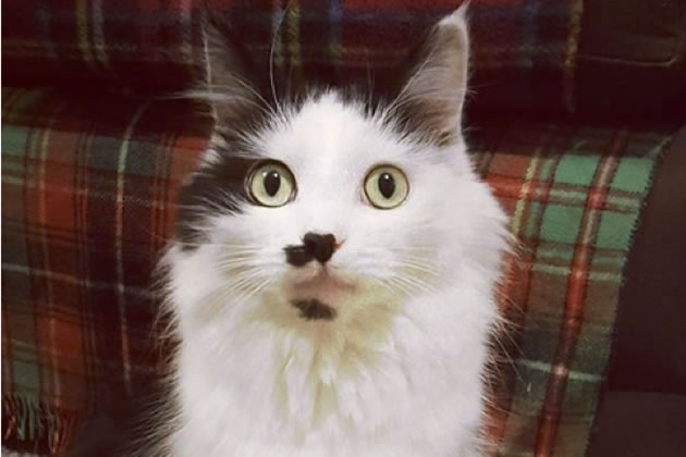 Black and white cat Milo normally returns home every day
