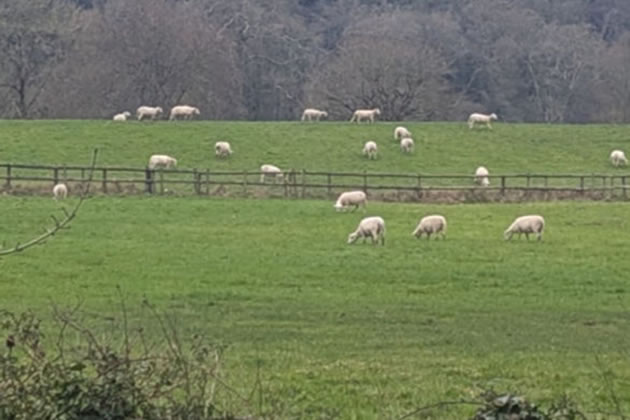 Field of ewes 