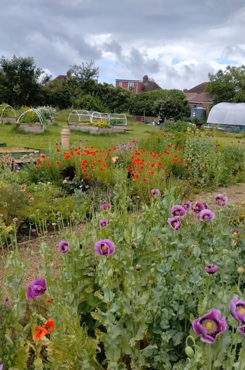 Wildflower allotment 