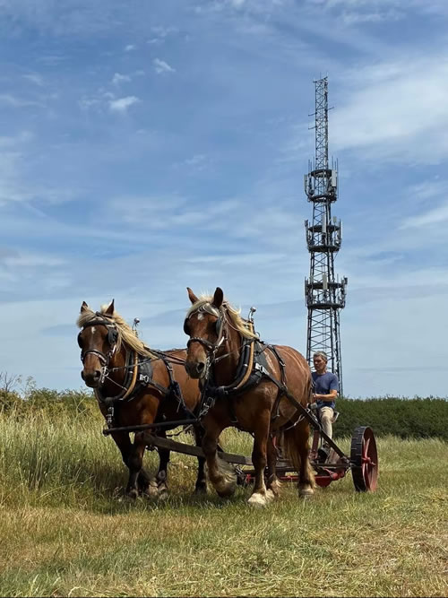 Horses with mast 