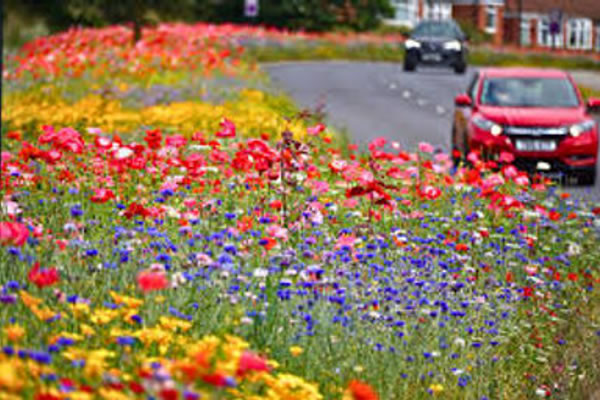 River of flowers