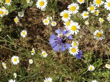 A close up of a flower Description automatically generated