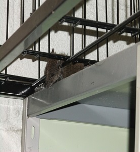 rat found in 99p shop