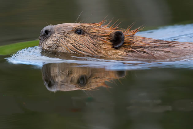 beaver reintroduction is part of a wider effort by the London Beaver Working Group