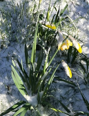 Peter W snow flowers