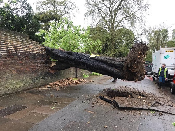 Tree down © J Cycon