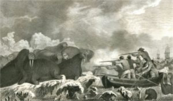 Sea Horses, plate 52 in Cook&rsquo;s Voyage to the Pacific, 1784