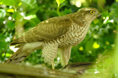 Bird of Prey sighted in Ealing