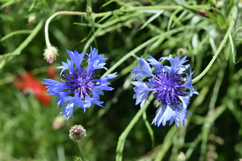 Katherine Buchan meadow